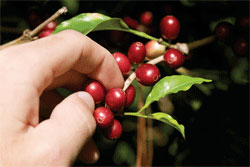 Ripe Coffee Beans, our coffee, giving bean coffee, about our coffee, about us